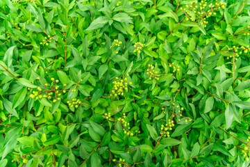 Background of small hedge leaves.