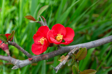 Close-up of camellia red flowers. In nature, Camellia japonica looks like a small tree or shrub.