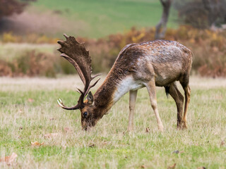 Fallow Deer Buck Feeding on Grass