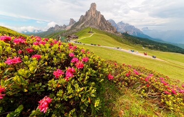 Majestic scenery of Dolomites on a cloudy summer day with rocky peaks in background, Alpine Azalea (Rhododendron) blossoms on grassy hills & a mountain highway through Passo Giau in South Tyrol, Italy