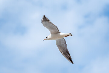A soaring sea gull against the sky.