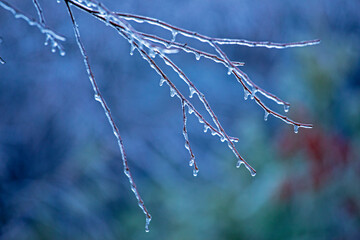 icy tree branch on a blurred blue background, horizontal