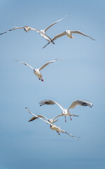 Different angles of sea gulls against the sky