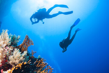 Scuba Diving beside a Reef Wall, silhouette against sun.
