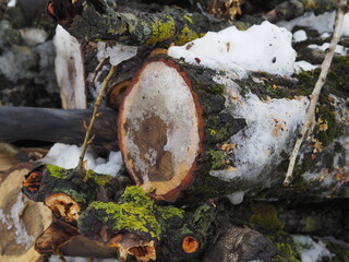 firewood in the forest