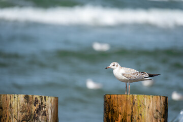 There is a white seagull on a wooden breakwater.