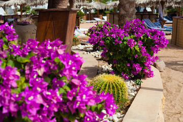 blooming bougainvillea purple,bougainvillea flowers and a large cactus