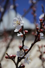 cherry tree blossom