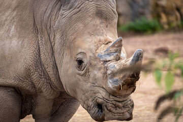 Fototapeta premium close up of a rhino