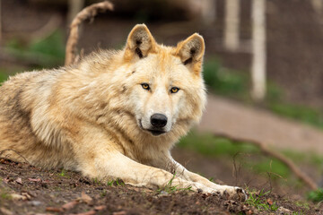 gray wolf lupus