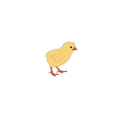 Yellow chick illustration on white background. Isolated. Farm animal. Bird. Baby hen. 