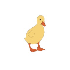 Yellow duckling illustration on white background. Farm animal. Isolated. Bird. 