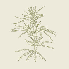 Cannabis plant, flowers, seeds and leaves of marijuana