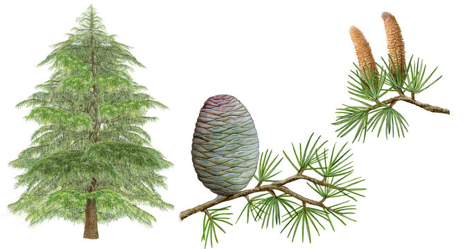 botanic realistic hand drawn watercolor of deodar cedar (Cedrus deodara) with  tree, flowers and pine cone isolated on white