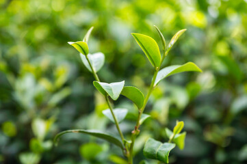 Organic green tea leaf growing in plantation