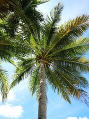 coconut tree