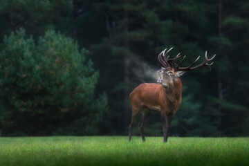 European Red Deer. Rutting season. A stag with huge antlers stands and roars. Steam comes out of...