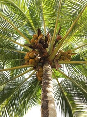 coconut palm tree on the beach
