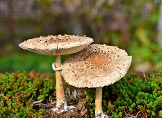 mushroom in the forest