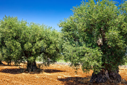 Zwei Olivenbäume auf roter Erde