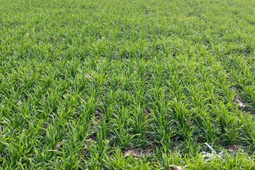 Fototapeta premium green wheat field