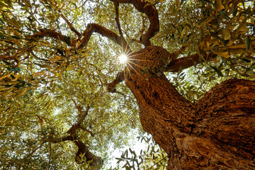 Die Sonne scheint durch die Blatter eines Olivenbaumes - obrazy, fototapety, plakaty