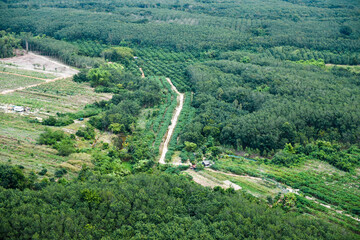 view of vineyards in the morning