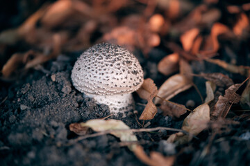 amanita, background, beautiful, beauty, blurred background, brown, cap, close, closeup, dry, food, forest, fungi, fungus, garden, linden, linden flower, linden leaves, macro, mushroom, mycorrhiza, myc