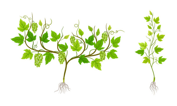 Grapevine plant growing set. Young vine seedling with green leaves, root and grape bunches vector illustration