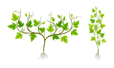 Grapevine plants set, viticulture and agriculture concept vector illustration