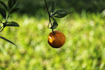 A small lemon tree in the garden.