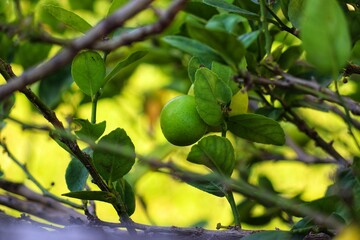 A small lemon tree in the garden.