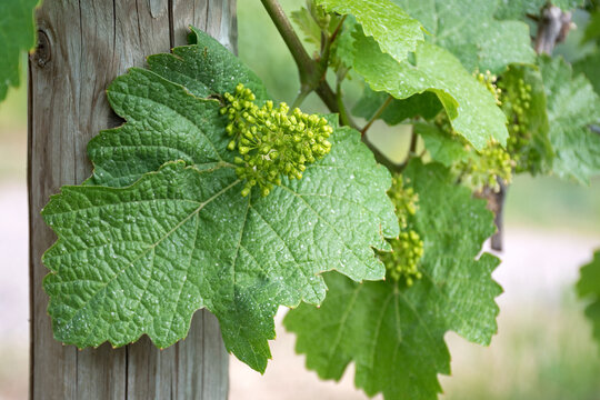 Weinblüte an der Rebe im französischen Weinberg im Juni