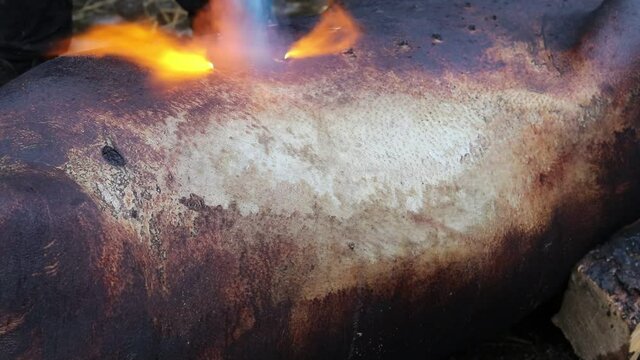 street lighting. carcass pig. slaughter has been carried out, the skin of the animal is offended by the fire to black. village yard.
