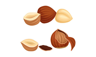 Fototapeta na wymiar Hazelnuts set. Whole and half peeled ripe organic nuts vector illustration