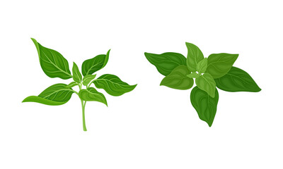 Culinary plants set. Mint, spinach fresh green herbs and spices vector illustration