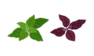 Culinary plants set. Basil, oregano, fresh green herbs and spices vector illustration