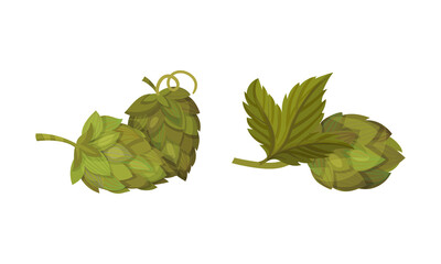 Fresh hop plant with cones and green leaves set. Organic natural malt ingredient for alcohol drinks production vector illustration