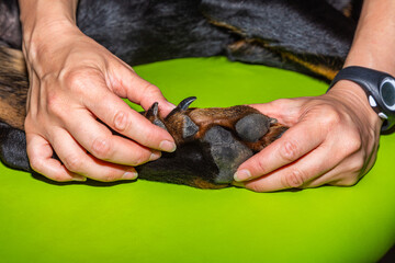 showing the double dewclaw of a dog