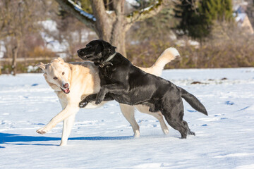 two dogs have fun in the snow