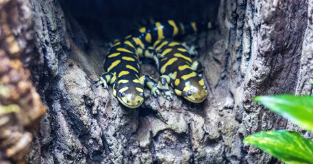 Closeup shot of two Barred Tiger Salamanders in Central Florida Zoo & Botanical Gardens