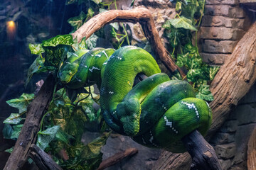 Emerald tree boa coiled on a tree branch in Central Florida Zoo & Botanical Gardens