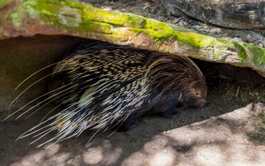 Closeup shot of porcupine under the mossy piece of wood in Central Florida Zoo & Botanical Gardens