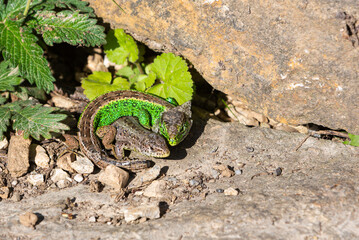 brown and green lizard laying together