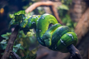 Emerald tree boa coiled on a tree branch in Central Florida Zoo & Botanical Gardens