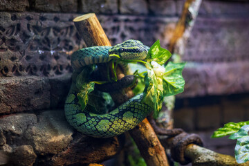 Closeup shot of a green Viper snake on the tree branch in Central Florida Zoo & Botanical Gardens