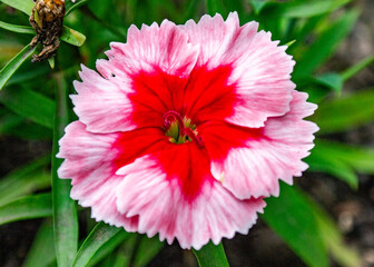 Obraz premium Flower