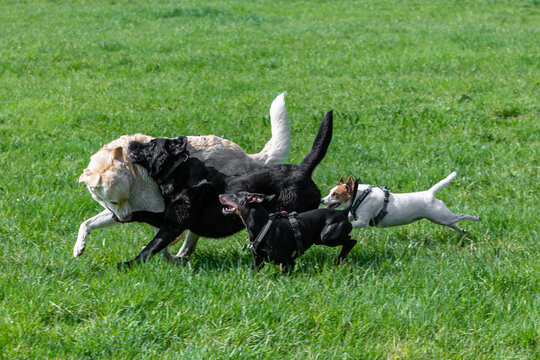 Pack Of Dogs Running And Playing