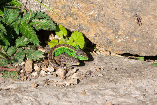 Two Lizards Bathing In The Sun