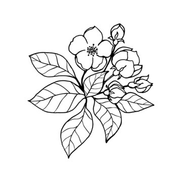 Sketch of spring almonds, sakura, apple tree branch with buds and blossoms. Hand draw botanical doodle vector illustration in black contrast with white fill.